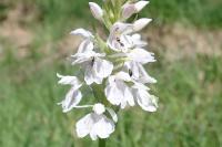 Dactylorhiza maculata