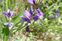 Polygala vulgaris