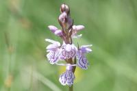 Dactylorhiza maculata