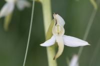 Platanthera bifolia