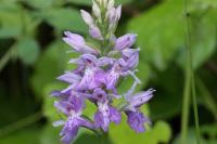 Dactylorhiza fuchsii