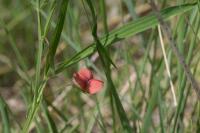 Lathyrus sphaericus