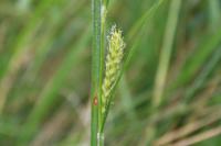 Carex hirta