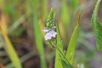 Veronica anagallis-aquatica