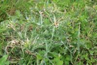 Centaurea calcitrapa