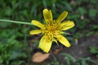 Tragopogon pratensis subsp. orientalis