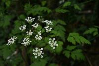 Chaerophyllum temulum