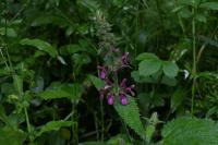 Stachys sylvatica