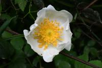 Rosa arvensis