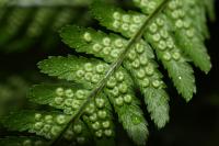Dryopteris filix-mas