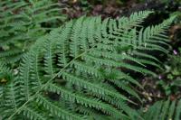 Dryopteris filix-mas