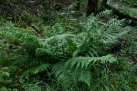 Dryopteris filix-mas