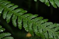 Dryopteris filix-mas