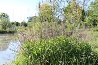 Solidago canadensis