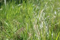 Brachypodium rupestre