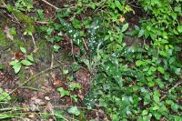 Pulmonaria longifolia
