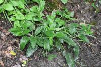 Betonica officinalis