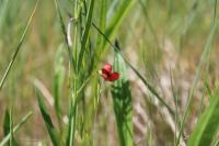 Lathyrus sphaericus