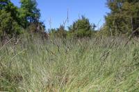 Festuca marginata