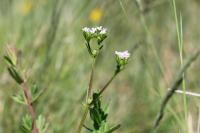 Valerianella dentata