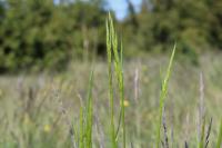 Trisetum flavescens