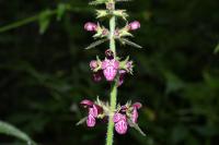 Stachys sylvatica