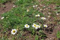 Anthemis cotula