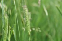 Hordeum secalinum