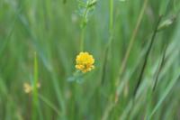 Trifolium patens