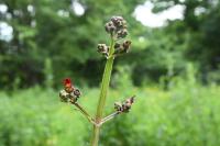 Scrophularia auriculata