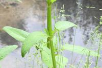 Scrophularia auriculata