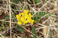 Hippocrepis comosa