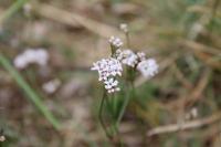 Asperula cynanchica