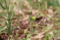 Medicago minima