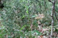 Solidago virgaurea