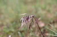 Anisantha tectorum