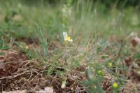 Linaria supina
