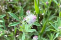 Trifolium arvense