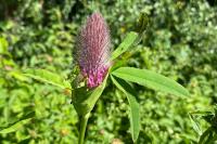 Trifolium rubens