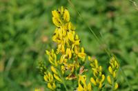 Genista tinctoria