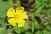 Helianthemum nummularium