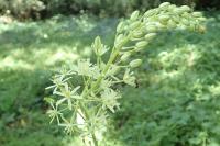 Loncomelos pyrenaicus