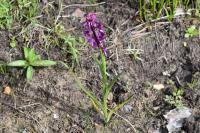Anacamptis laxiflora