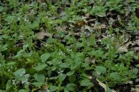 Veronica officinalis