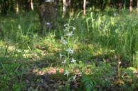 Platanthera bifolia