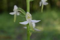 Platanthera bifolia