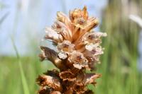 Orobanche picridis-hieracioidis