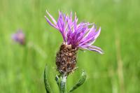 Centaurea decipiens