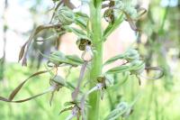 Himantoglossum hircinum