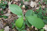 Frangula alnus